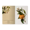 מחברת BrunoVisconti "Flora: תפוזים", A5, ‏40 דפים, שורות.