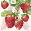 מגבות נייר "Strawberry Fruits Cream", 33x33